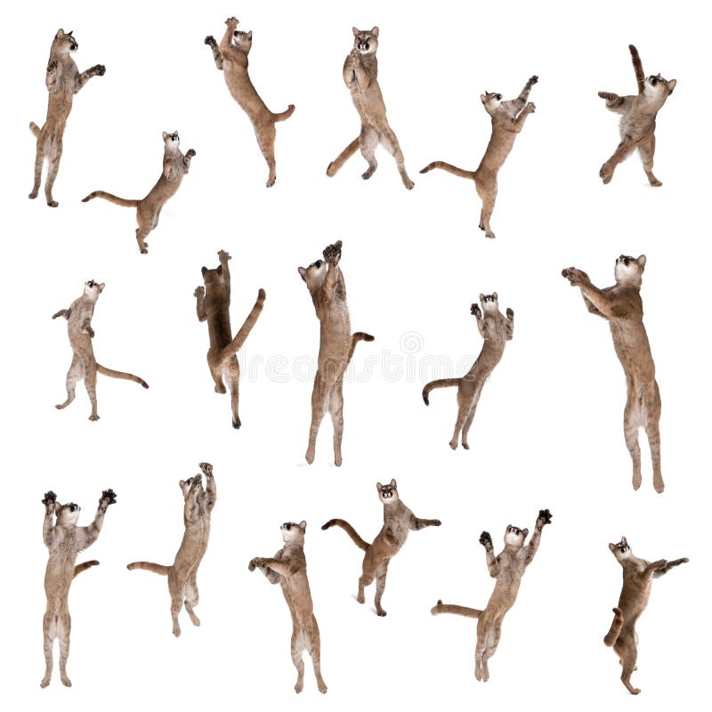 120 Puma Jumping Stock Photos - Free & Royalty-Free Stock Photos from  Dreamstime