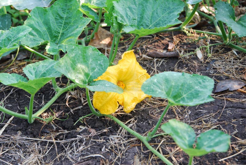 Pumkin vine and flower stock image. Image of clipping 37640999