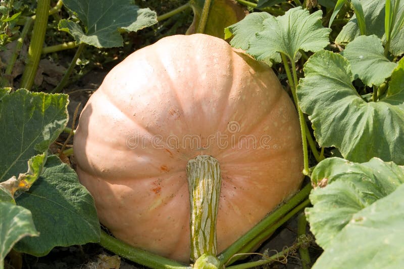 pumpa arkivbild
