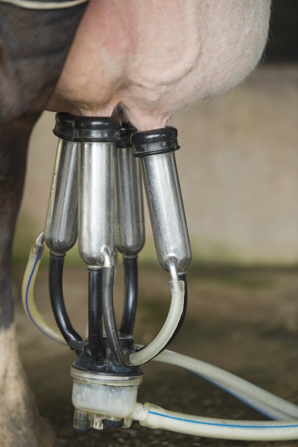 Pumping milk by machine stock ph photo