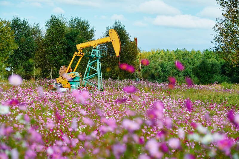 The pumping unit in sea of flowers