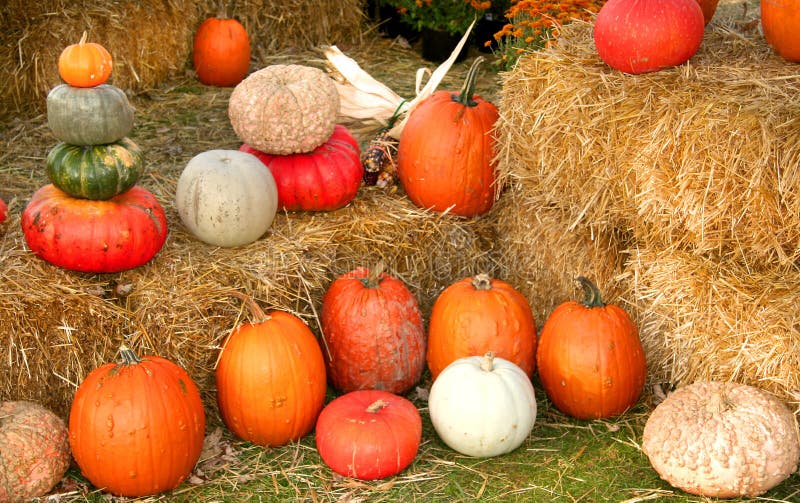 Pumpkin Arrangement