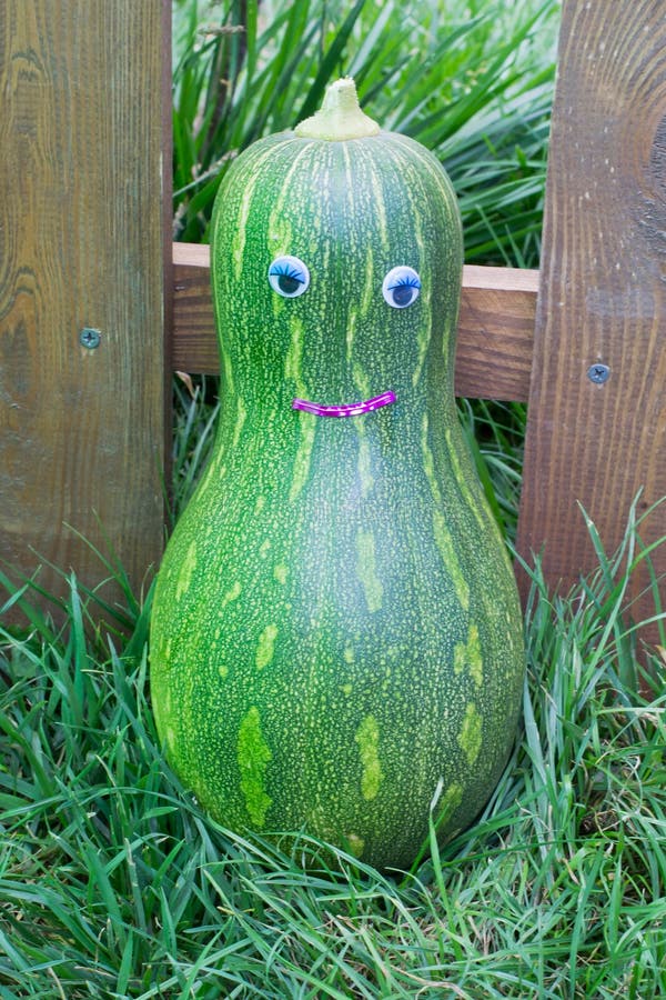 Green pumpkin stock photo. Image of elongated, fresh 109910732