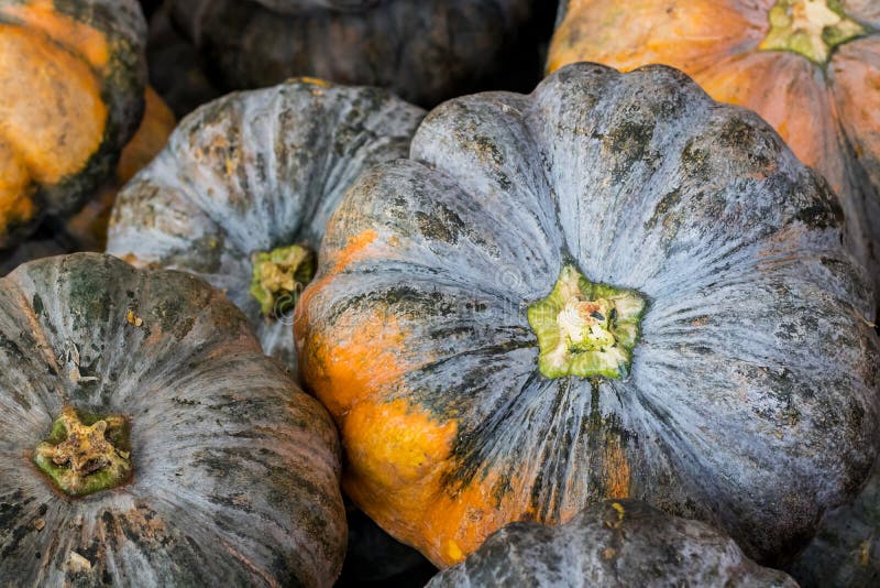 Big pumpkin close up stock images Big pumpkin close up stock images