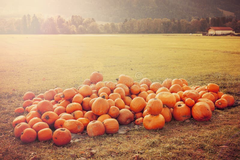 Pumpkins in the Field at Sunset Stock Image - Image of grass, fall ...