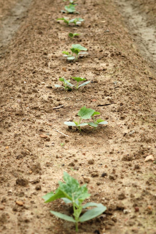 Pumpkin crop