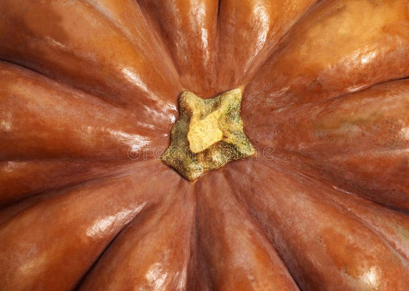 2 Potiron Photos Free Royalty Free Stock Photos From Dreamstime