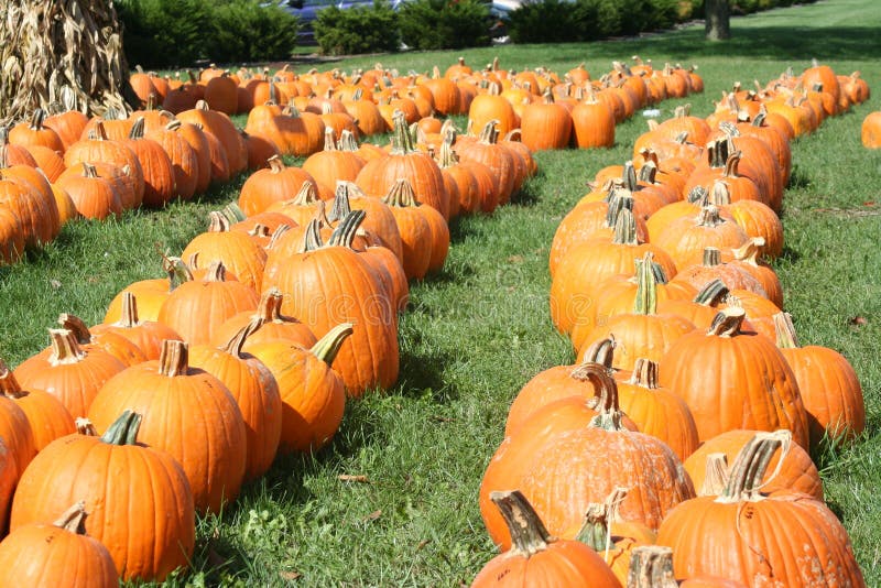 Pumpkin field