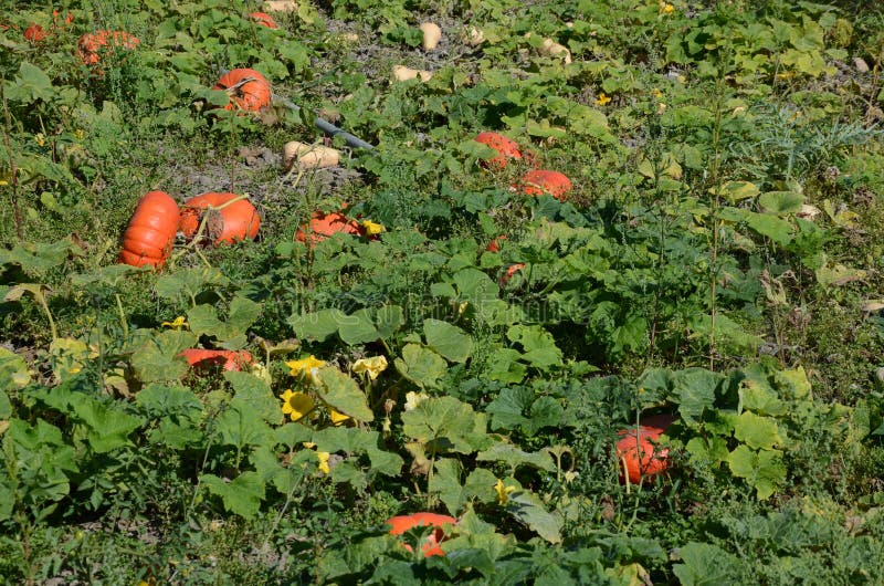 Pumpkin field stock photo