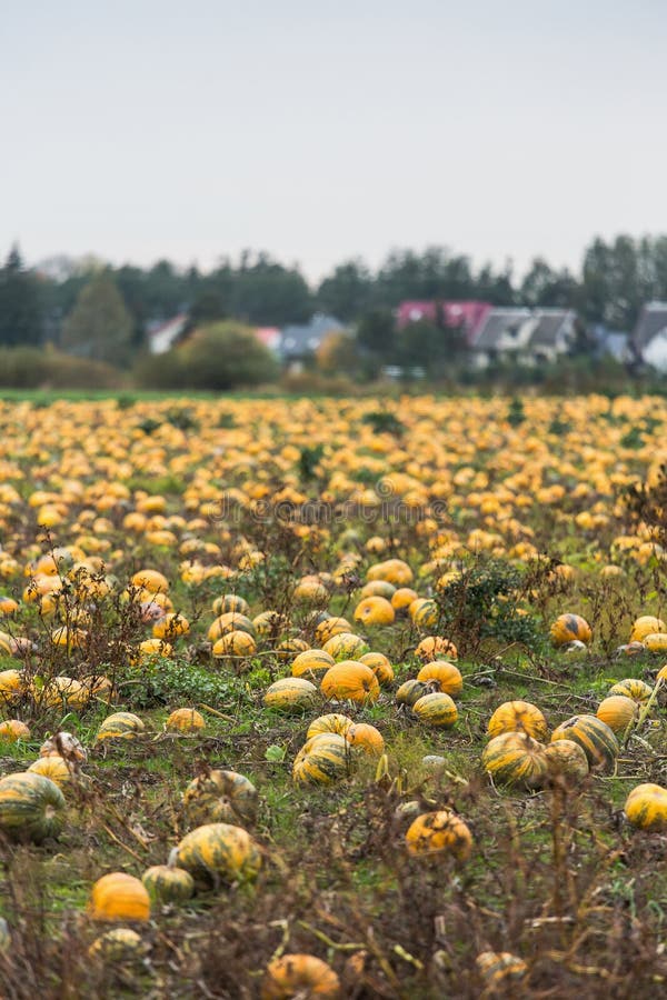 Pumpkin field on organic farm stock photos
