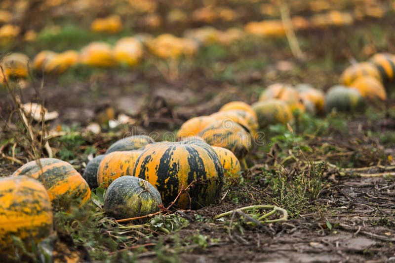 Pumpkin field on organic farm stock photo