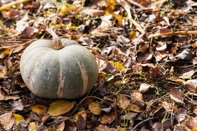 Pumpkin In field at Sunset, autumn harvest. Photo pumpkin grows in the garden. Pumpkin patch. Halloween and Thanksgiving symbol.