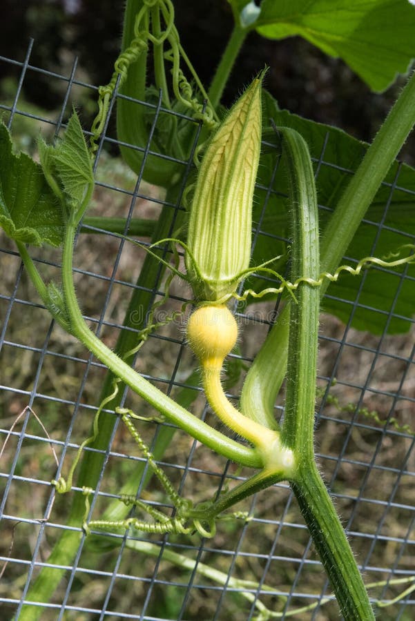 Pumpkin Flower Growing Pumpkin in Garden Stock Image Image of fresh