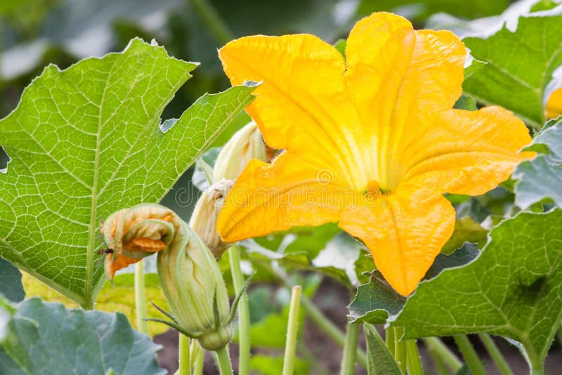 Pumpkin, Squash Plant. Squash, Courgette, Pumpkin, Vegetable Marrow