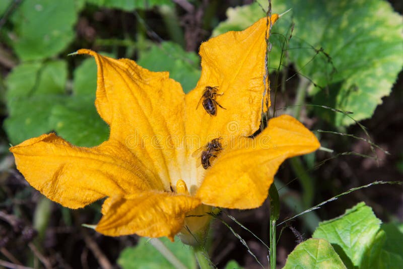 Pumpkin flowers and bees stock image. Image of blossom 50559651