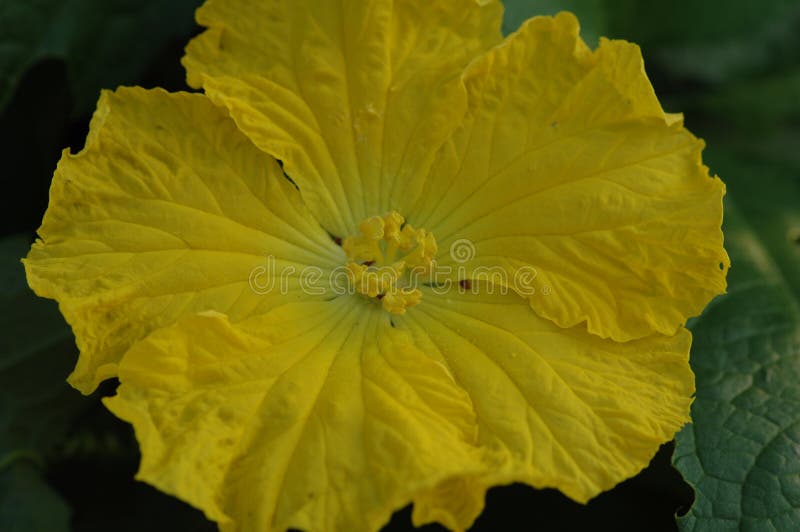 corolla flower