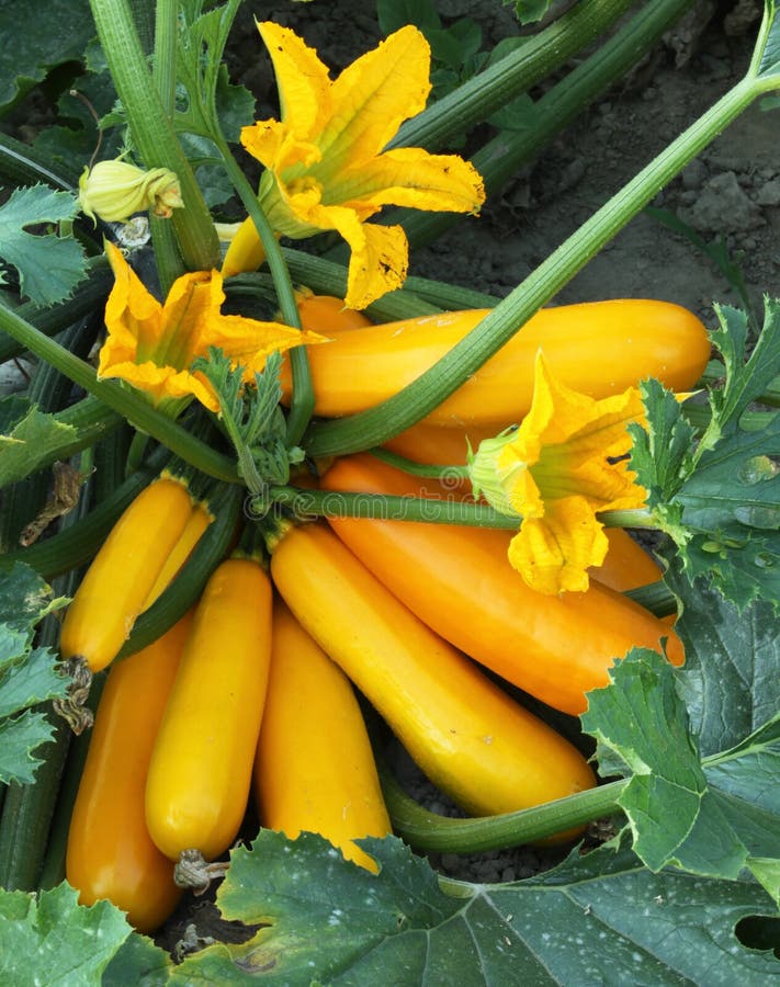 Pumpkin fruit on the plant garden bed stock photos Pumpkin fruit on the plant garden bed stock photos