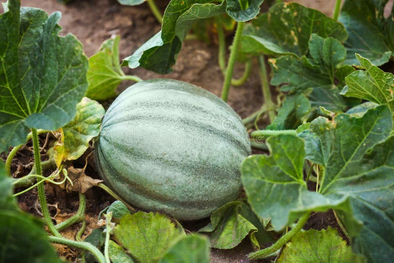Pumpkin on garden bed stock photo. Image of pumpkin 120345818