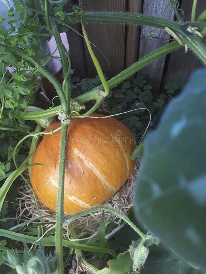 A Pumpkin in the Garden at Summer Stock Photo Image of gourd