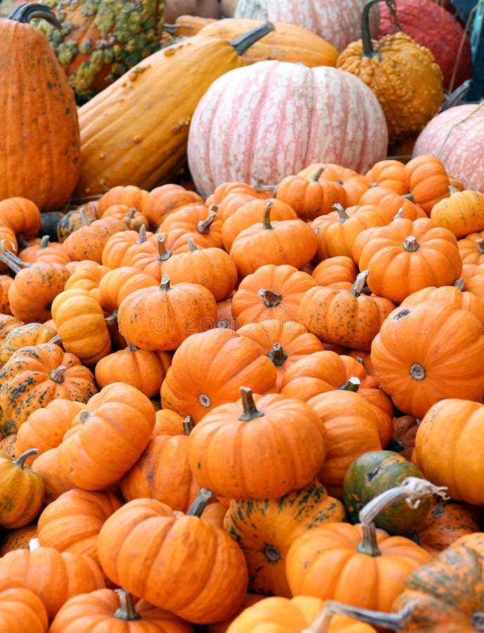 Pumpkin and gourd stock image. Image of october, ornamental 40810149