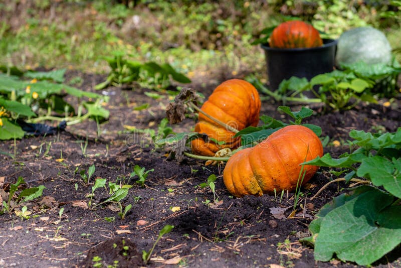 Pumpkin Growing in the Vegetable Garden. Growing Pumpkins. Pumpkin