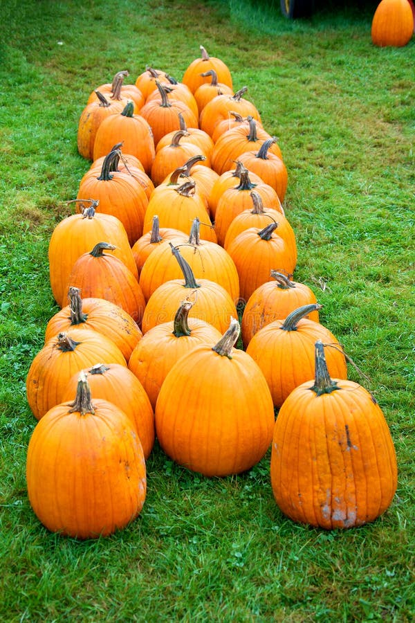 halfbaked harvest pumpkin halfbaked harvest pumpkin