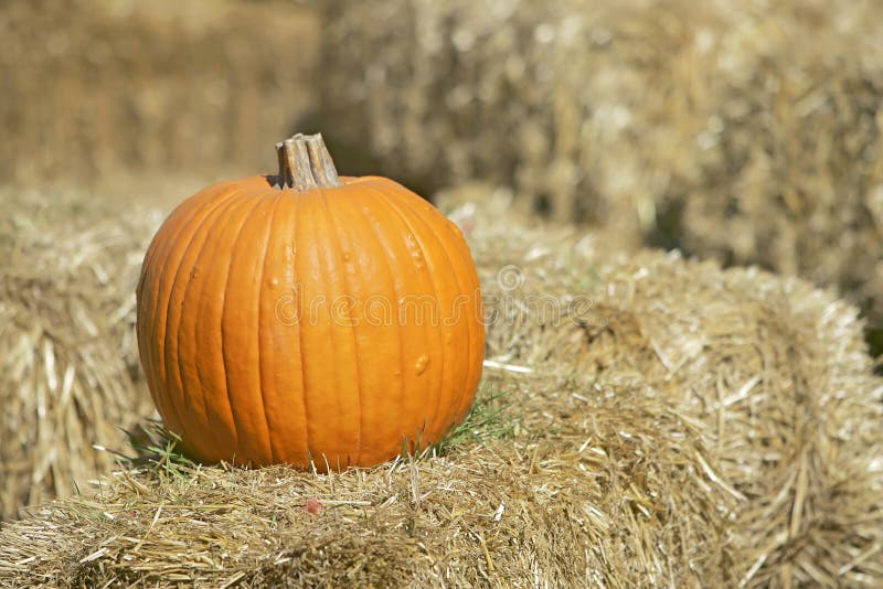Pumpkin on hay stock photo. Image of outdoor, produce 7605376