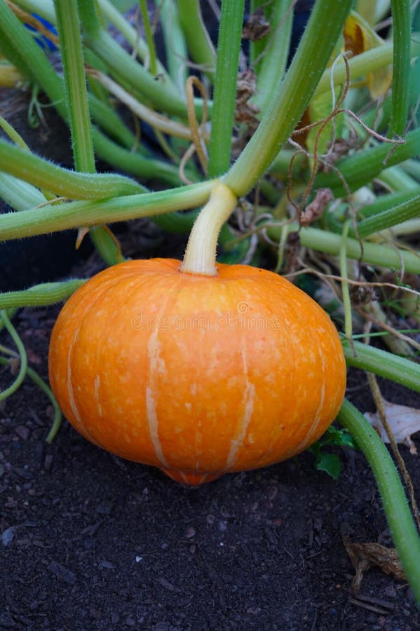Pumpkin hokaido in the garden - autumn harvest stock photos Pumpkin hokaido in the garden - autumn harvest stock photos