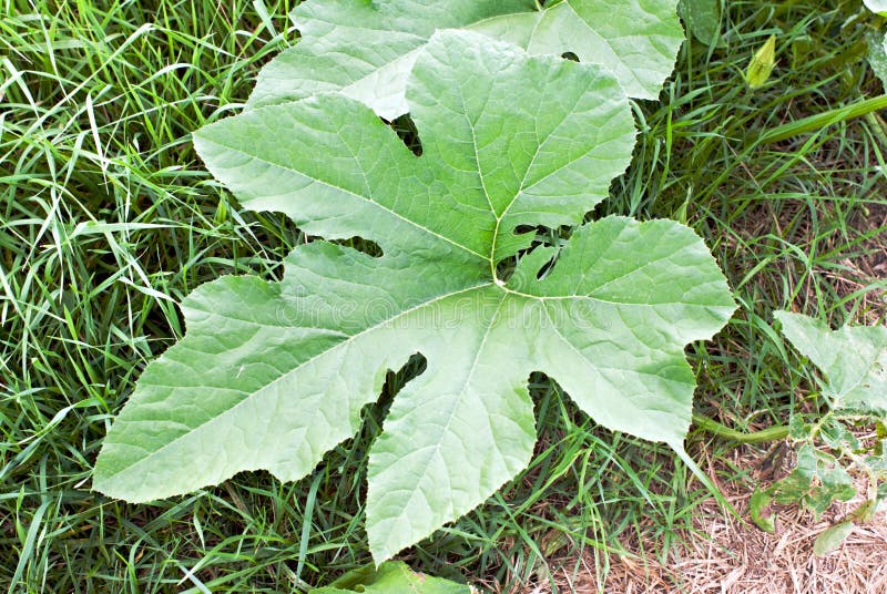 Pumpkin Leaf Stock Photos Image 10859703