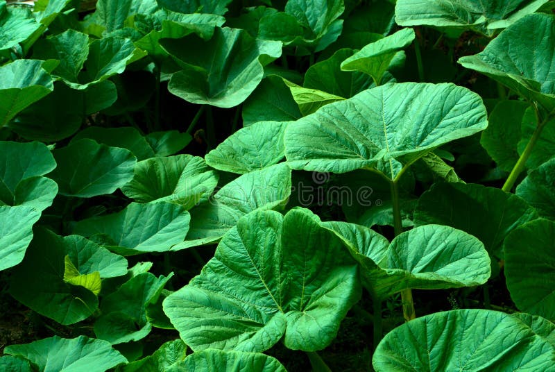 Pumpkin leaves stock photo. Image of little, yellow, fruit 15273442