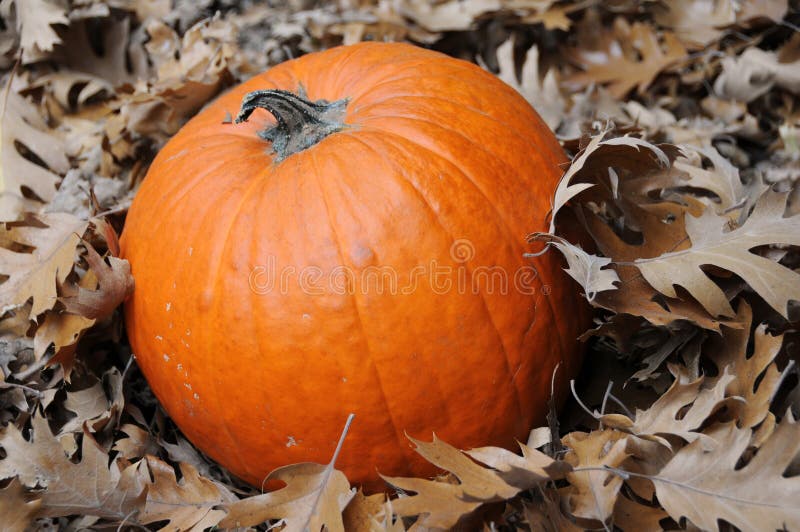 Pumpkin and leaves