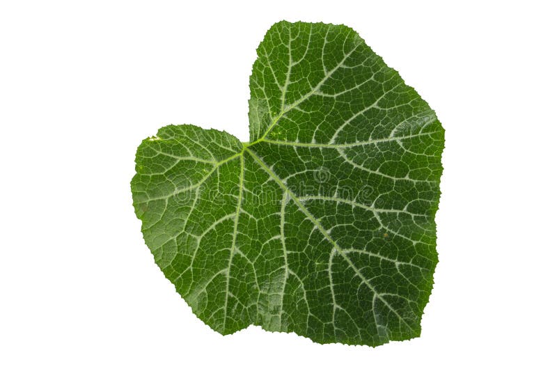 Pumpkin Leaves Isolated on a White Background Stock Image Image of