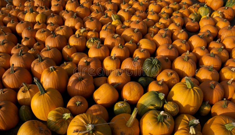 Pumpkin patch