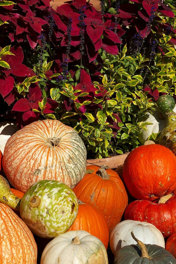 Free Download Pumpkin Patch Winter Coat Programs Free Download Pumpkin Patch Winter Coat Programs
