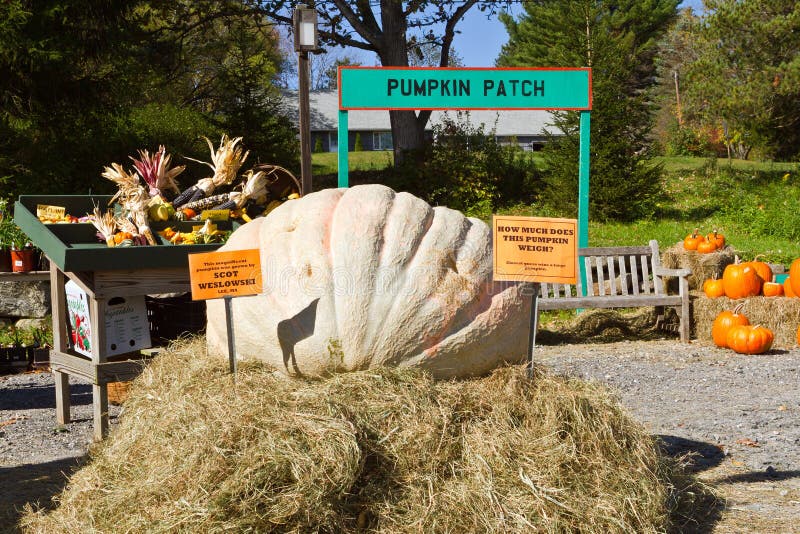 Pumpkin Patch