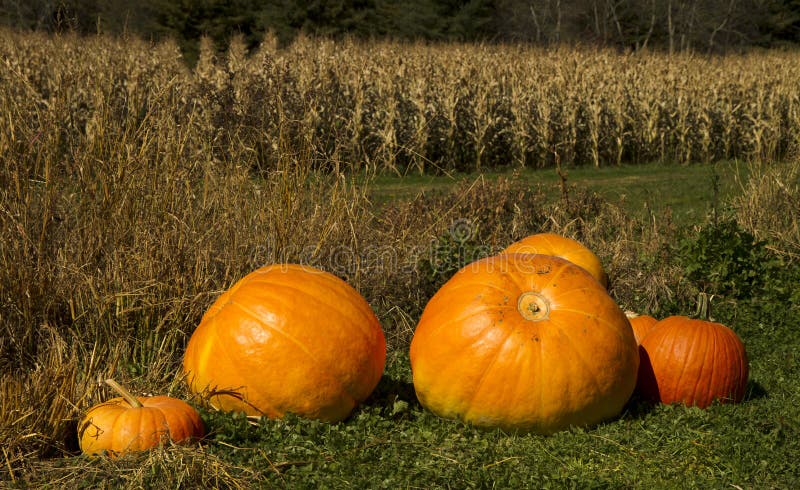 Pumpkin patch