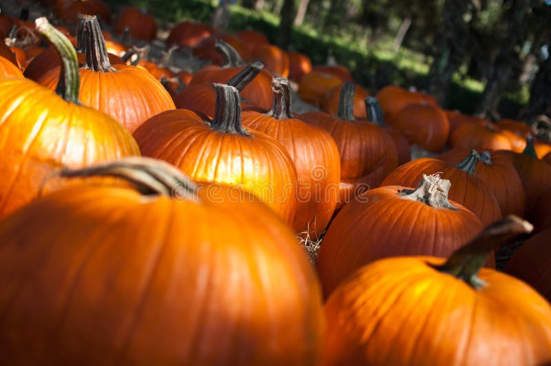 Pumpkin Patch royalty free stock photos Pumpkin Patch royalty free stock photos