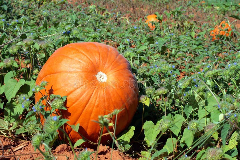 Pumpkin Patch