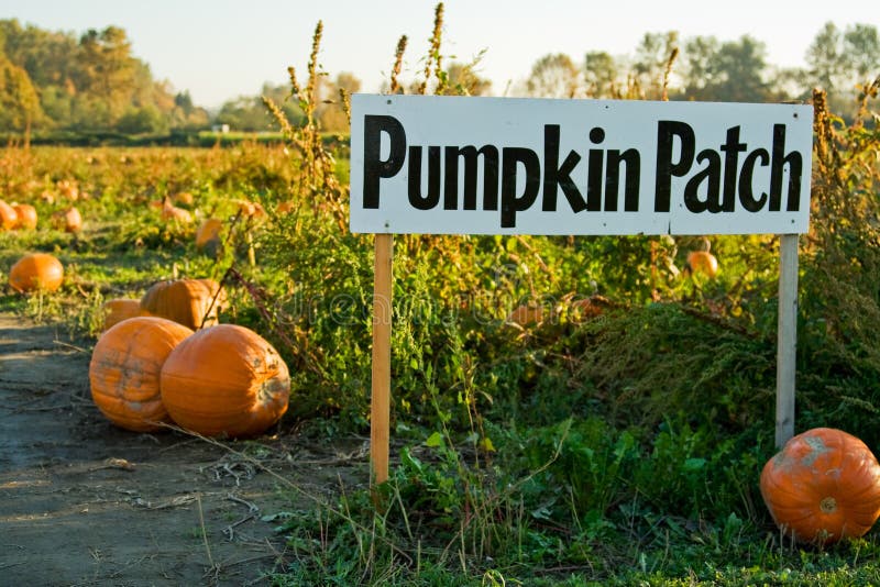 Pumpkin patch