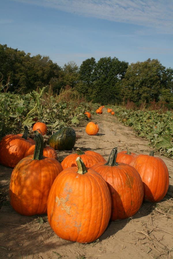 Pumpkin Patch