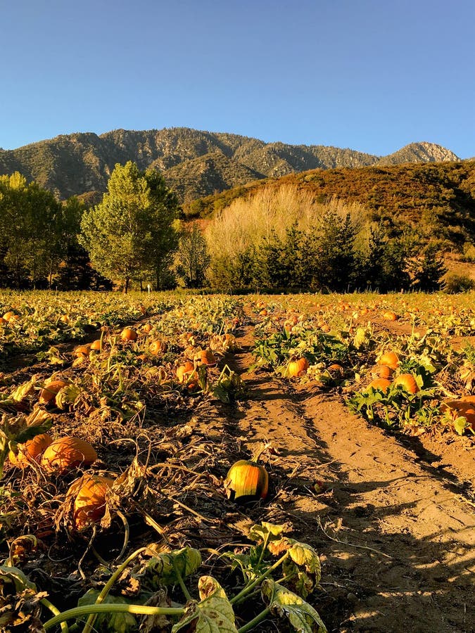 Pumpkin Patch stock image. Image of background, environment 79000977