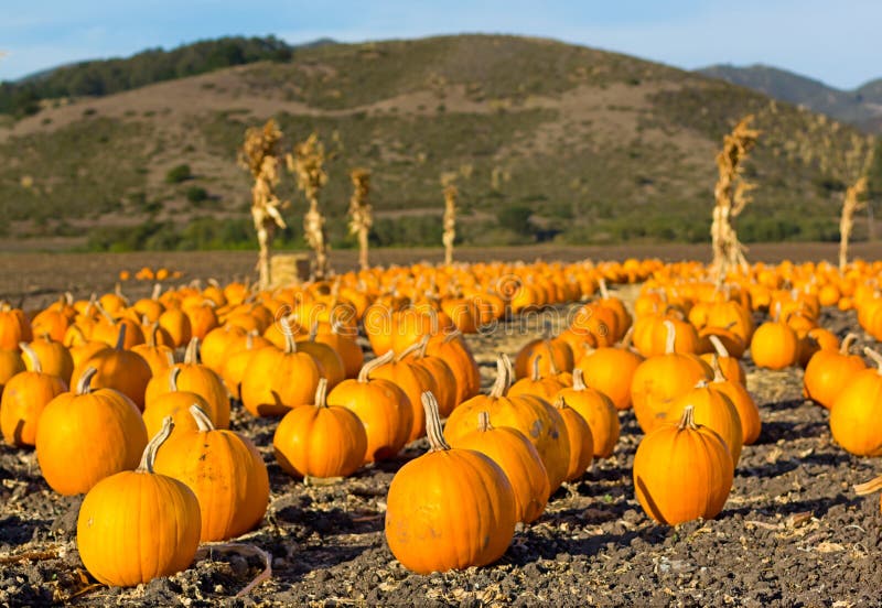 Pumpkin patch in California.