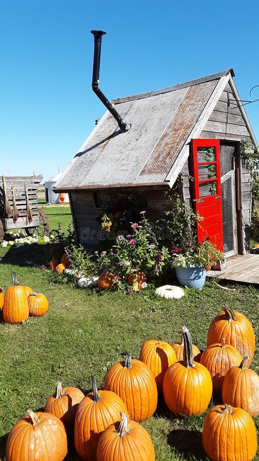 Pumpkin patch cottage stock photo. Image of fall, pumpkinpatch 162454802