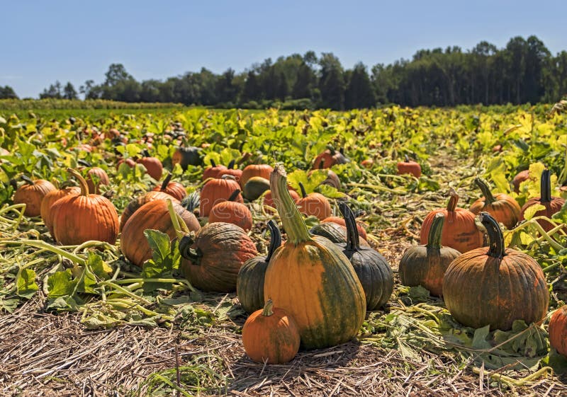 Pumpkin Patch at Local Farm Stock Image Image of forest, thanksgiving