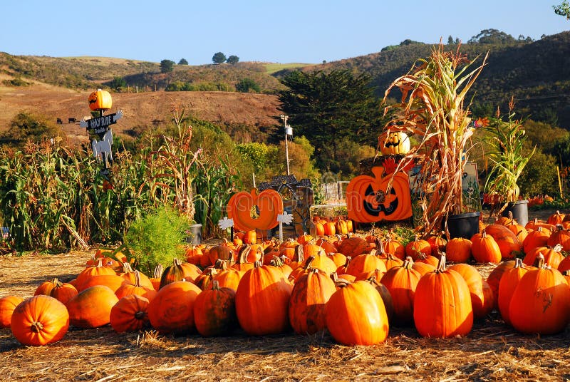 A pumpkin patch in the valley