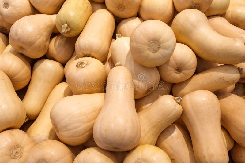 Pumpkin pear-shaped, raw whole, many piled in bulk, in food market royalty free stock images