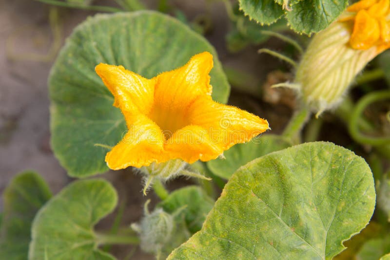 Pumpkin plant blooming stock image. Image of traditional 97161857
