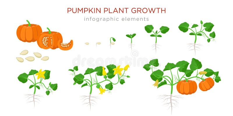 Pumpkin Life Cycle Timeline