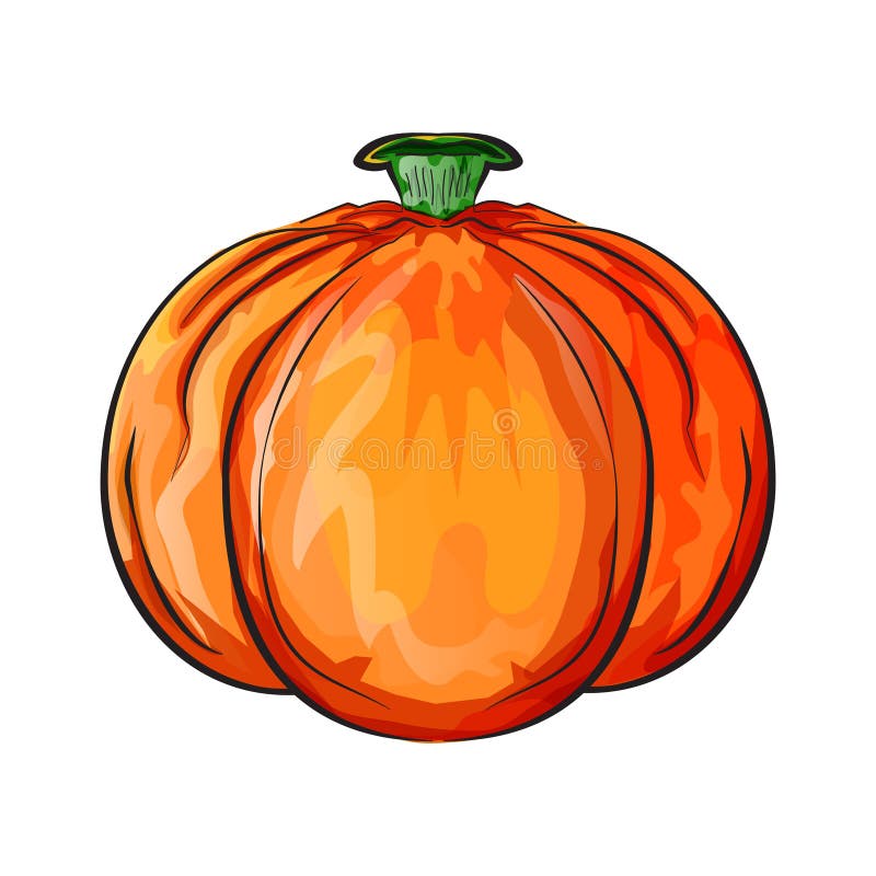 Pumpkin Plant Illustration Food Vector Stock Vector - Illustration of  decoration, drawn: 230765615