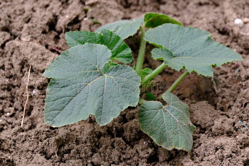 Pumpkin Plant, Stuffed and Edible Pumpkin Plant in Hobby Garden Stock